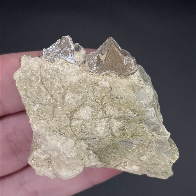 Oreodont Jaw Section 