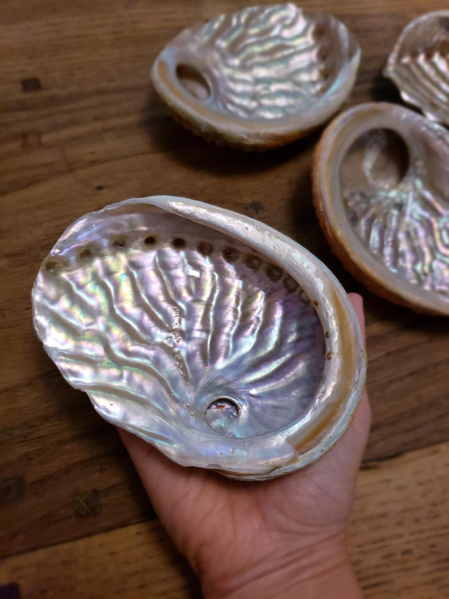 Coquille Ormeaux (grande)