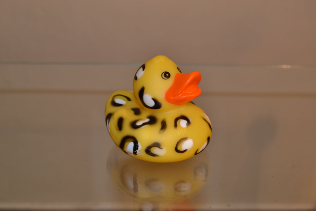 Canard leopard