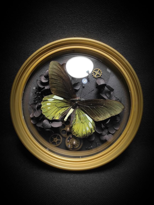 Cadre Vintage Papillon "Battus Ingenuus"