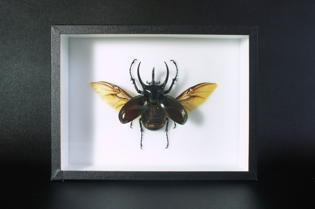 Chalcosoma caucasus chiron 