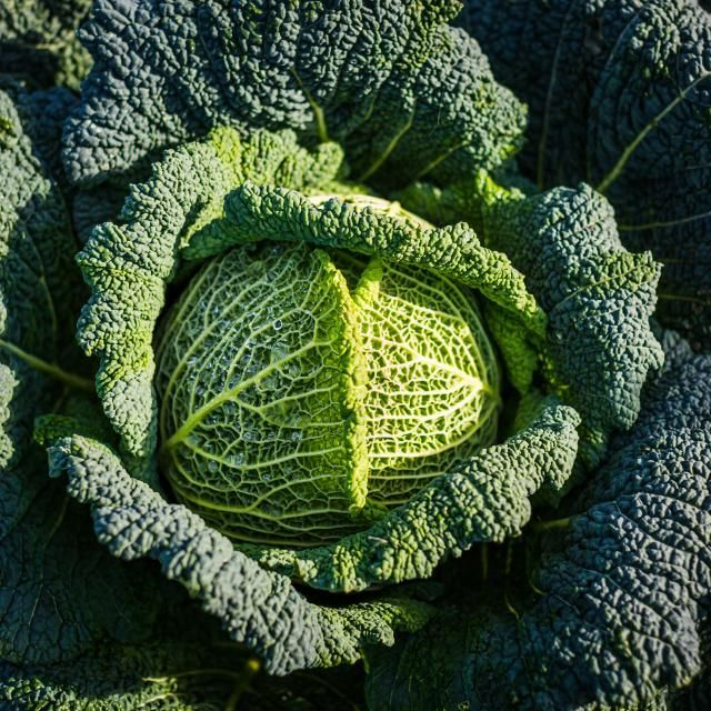 Chou Vert
