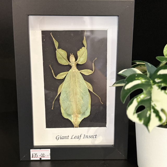 Giant Leaf Insect