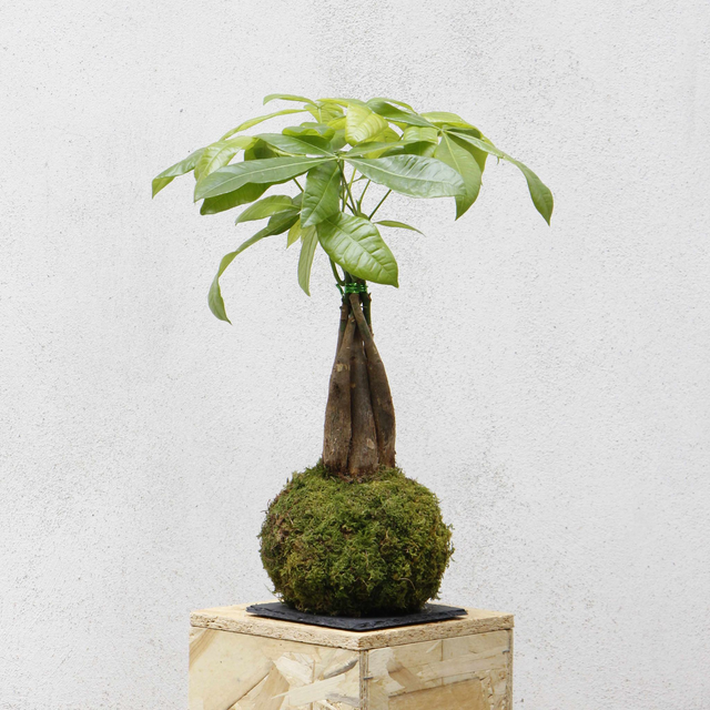 Pachira Kokedama 
