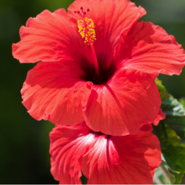 HIBISCUS 