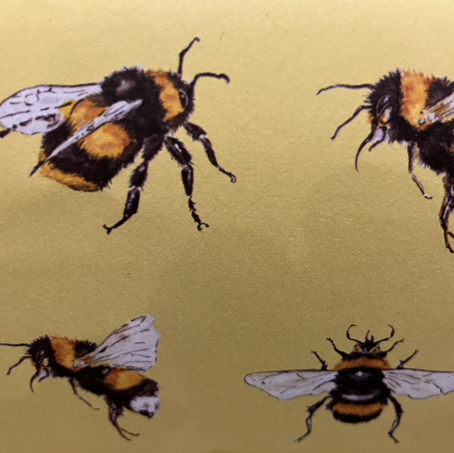 Gift Wrap Rewrapped Bumblebee