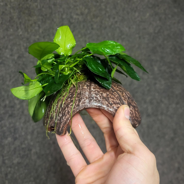 Deco Coconut Anubias 10x12x7 cm 8715897306761
