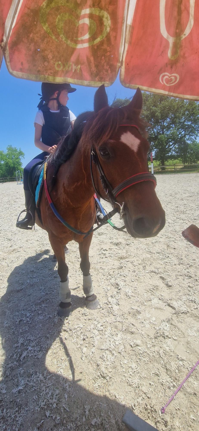 Cours Cheval collectif