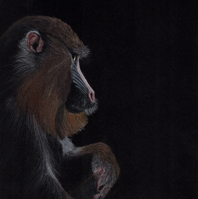 Mandrill (Available to purchase from Mardleybury Gallery)