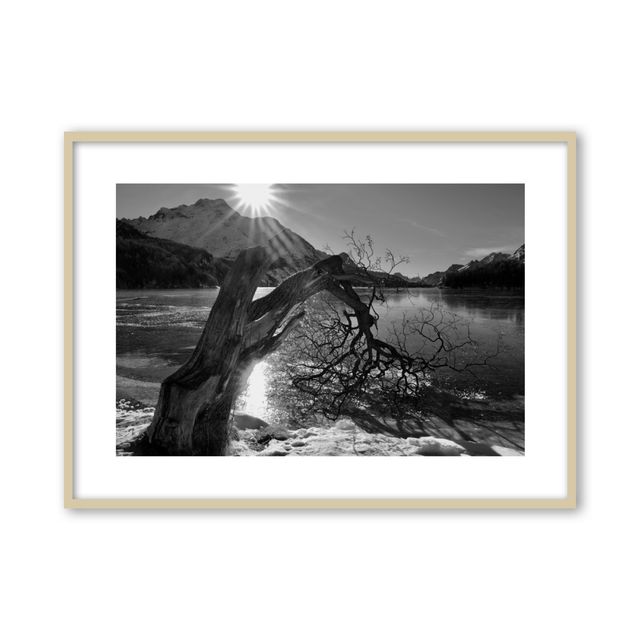 Silvia Wiegers-Meyer, Baum am Silsersee mit Margna