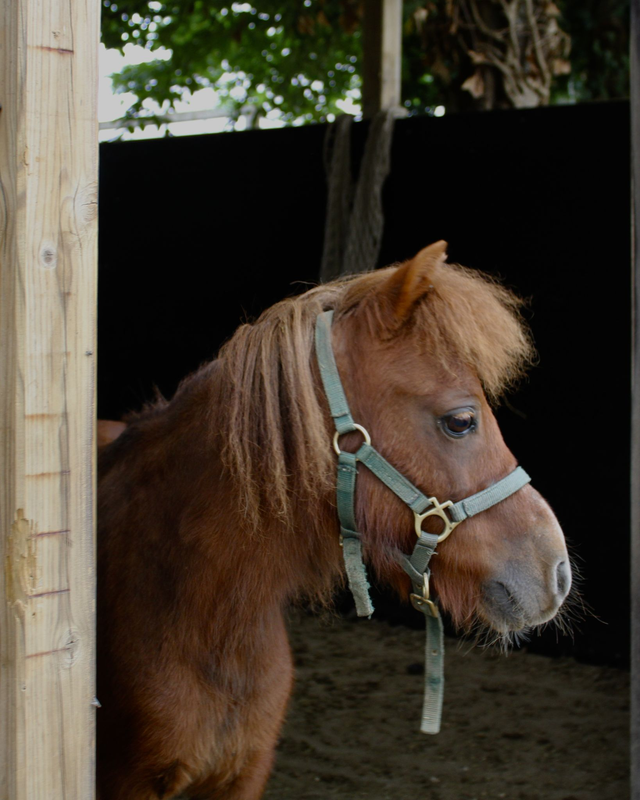 Pony Izzy