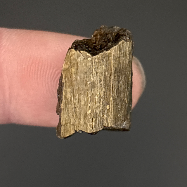 Tyrannosaurus Rex Bone Fragment 