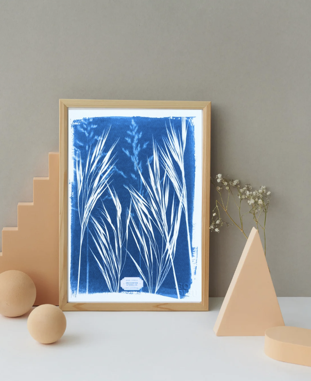 Cyanotype Anisantha (A4 21x29,7 cm) - n°335 - sans cadre