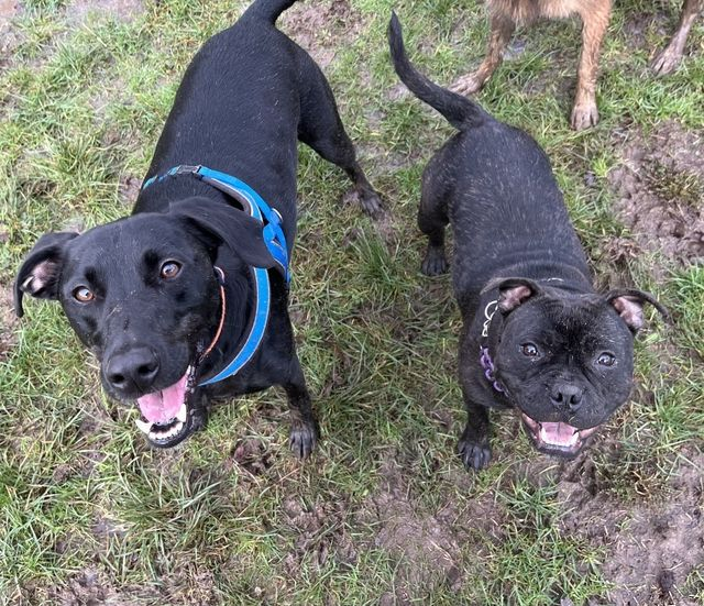 Black Pudding Slices 200g