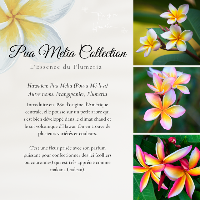 Boucles d'oreilles en bois / Wood Earrings - Pua Melia ʻAlohi