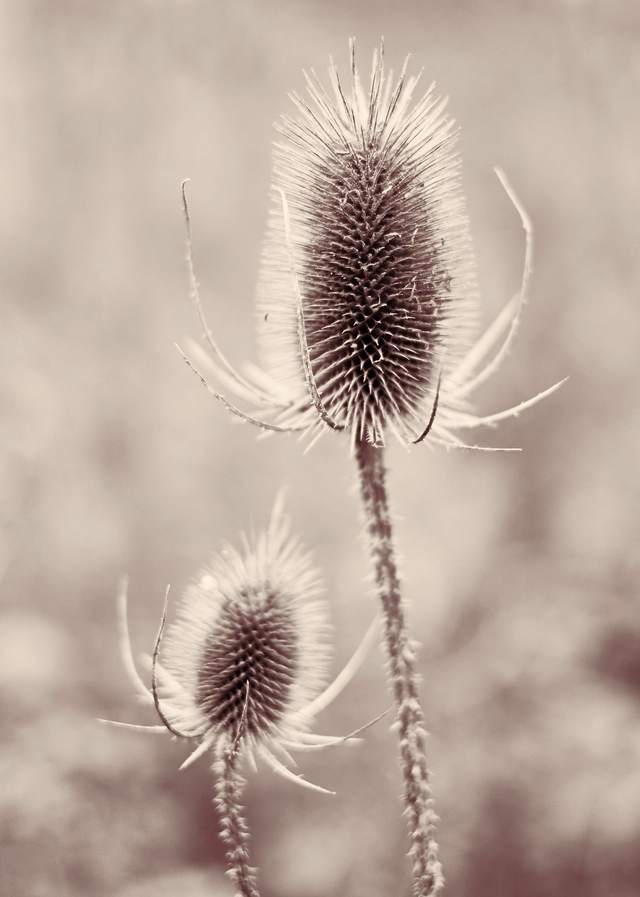 Teasels Together