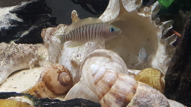 Mutifacatus . Small shell dwelling cichlid 