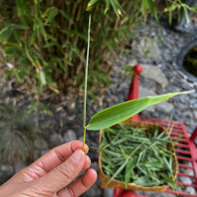 Reiner Bambustee  "Temple of Heaven" ( 500 Gr )