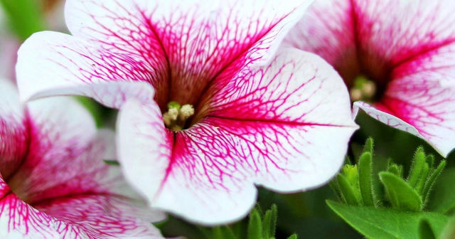 Flower Plant Set Installation - Private Projects/Business ONLY