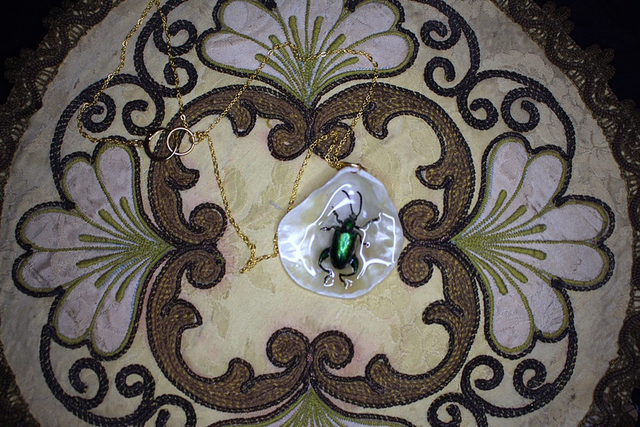 coquillage et coléoptère 