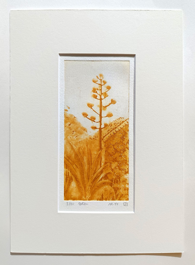 Agave du village des arts à Octon