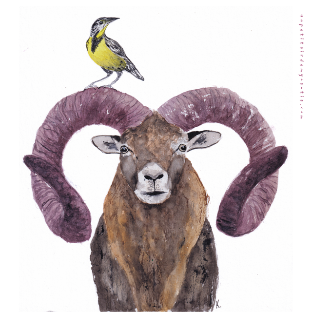 Cadre - Mouflon