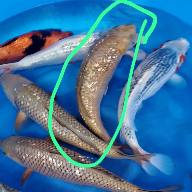 DP - Maruhiro koi farm - circa 45cm  (postage not included) 