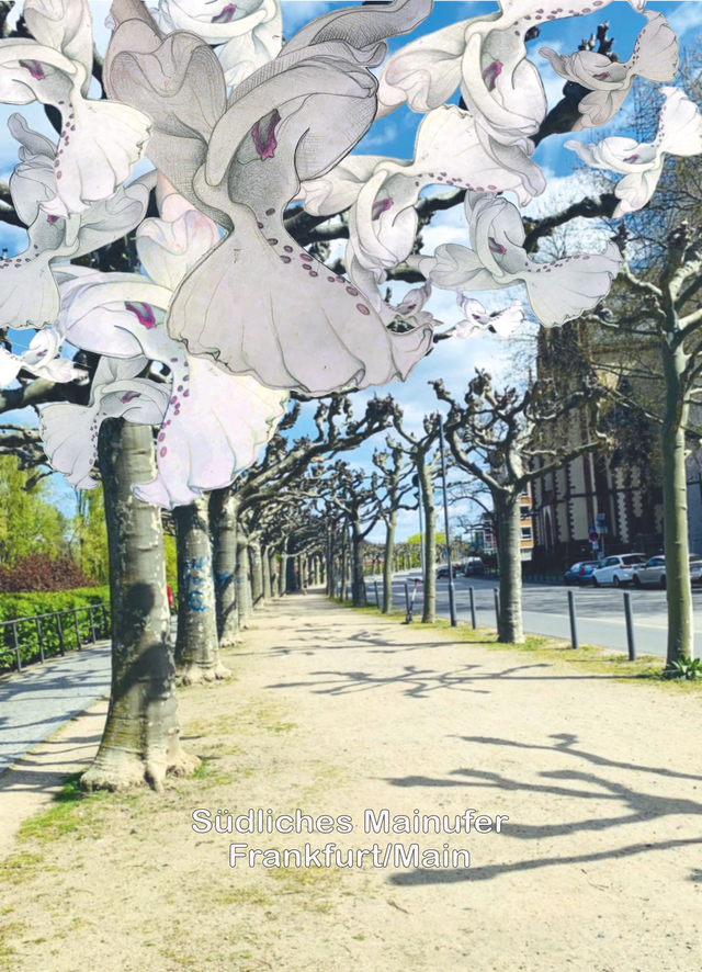 POSTKARTE: Südliches Mainufer, Frankfurt/Main