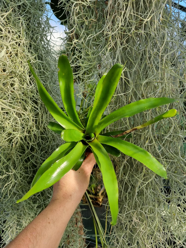 Neoregelia Fireball vert