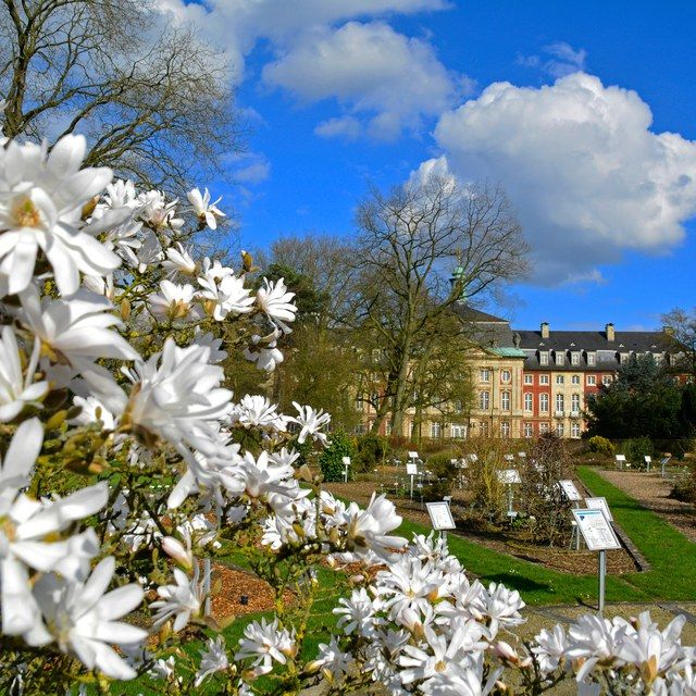 Sternmagnolie im Botanischen Garten