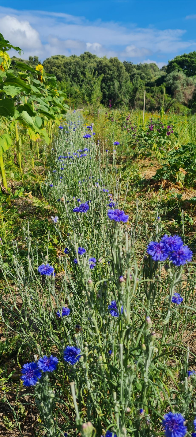 Tisane "Au Pays des Merveilles"