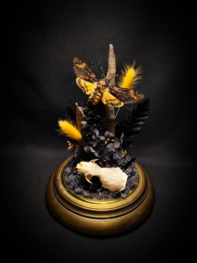 Diorama Papillon Sphinx Tête de Mort & Crâne de Vison 