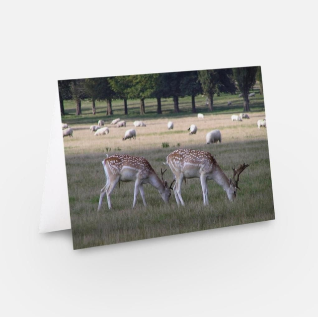 Deer landscape Lincs greeting card 