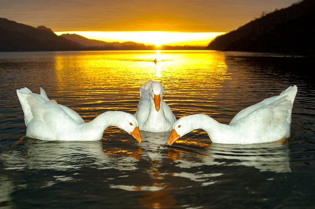 Alba molto particolare