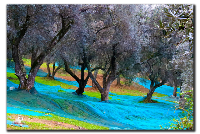 Cueillette des olives