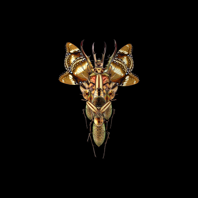 Imago Or | Tirage 2/8 