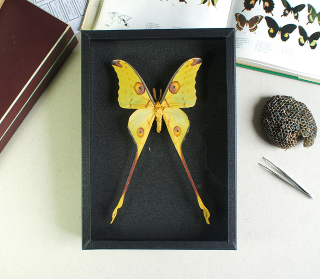 Argema mittrei (mâle)