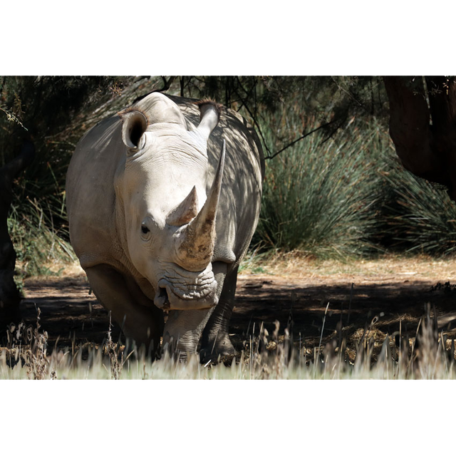 Rhinocéros Réf - 7114