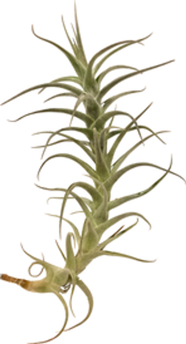 Tillandsia bergeri caulescente
