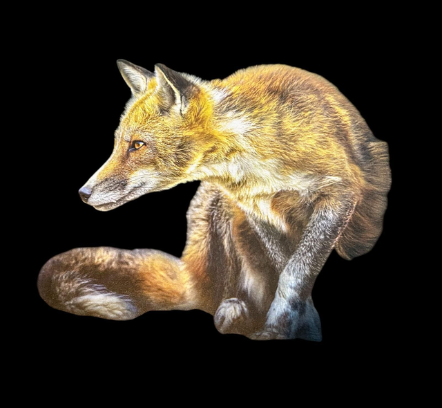 fox