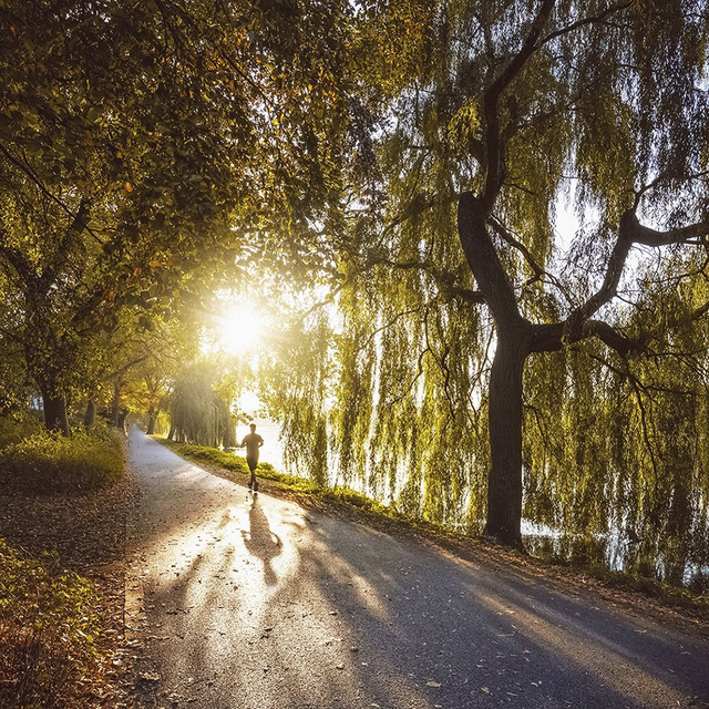 Aasee-Uferweg im Gegenlicht
