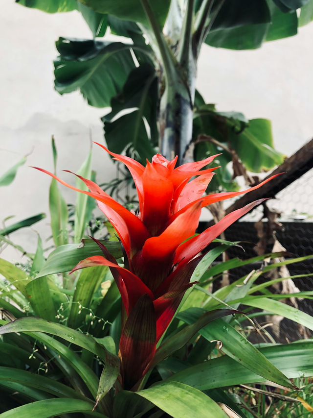 Bromelia avec son pot coloré 