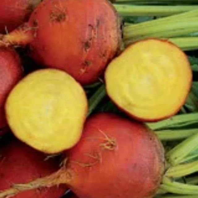 Betterave Golden AB 