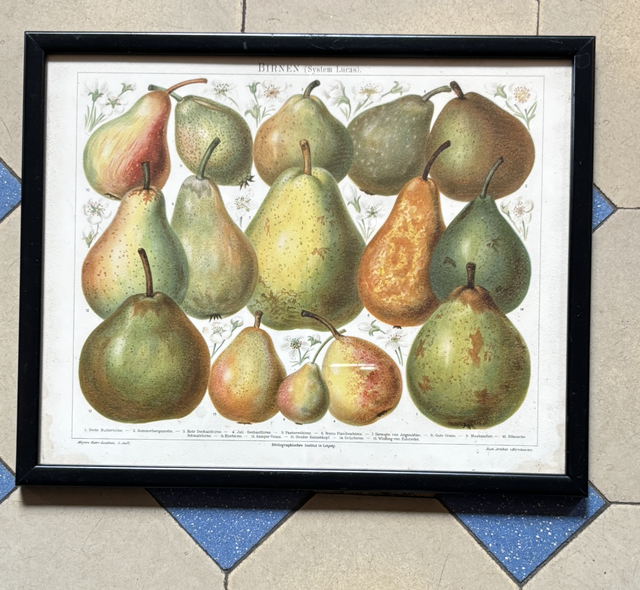 Birnen Bild gerahmt 