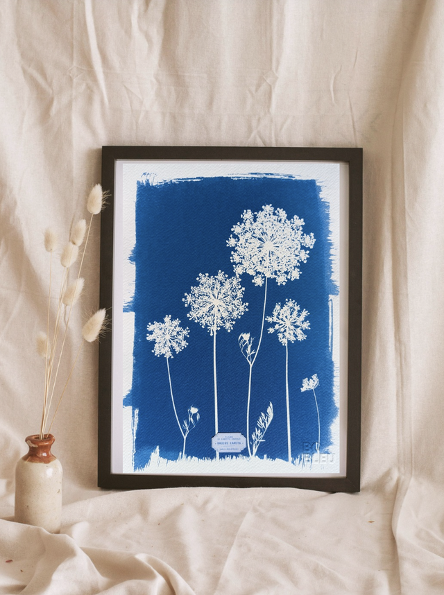Cyanotype Daucus carota (A4) - n°390 - sans cadre