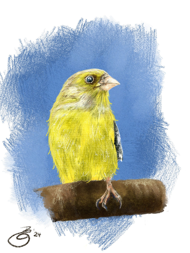 FineArt-Print - Grünfink in Buntstift