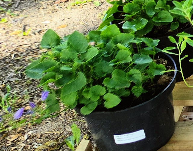 Campanula Poscharskyana