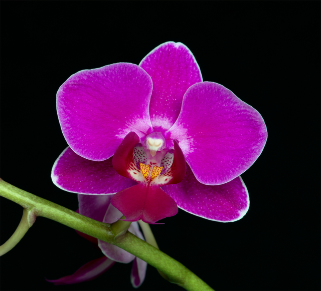 Compassionate Heart Essence