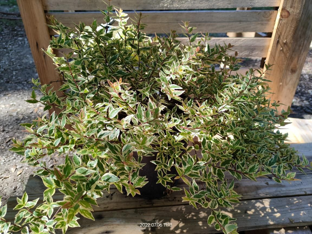 Abelia x grandiflora 'Tricolor Charm' - C4.5l