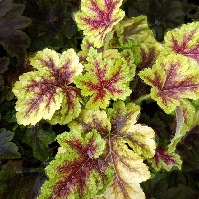 NEW!! Heucherella 'Golden Zebra'